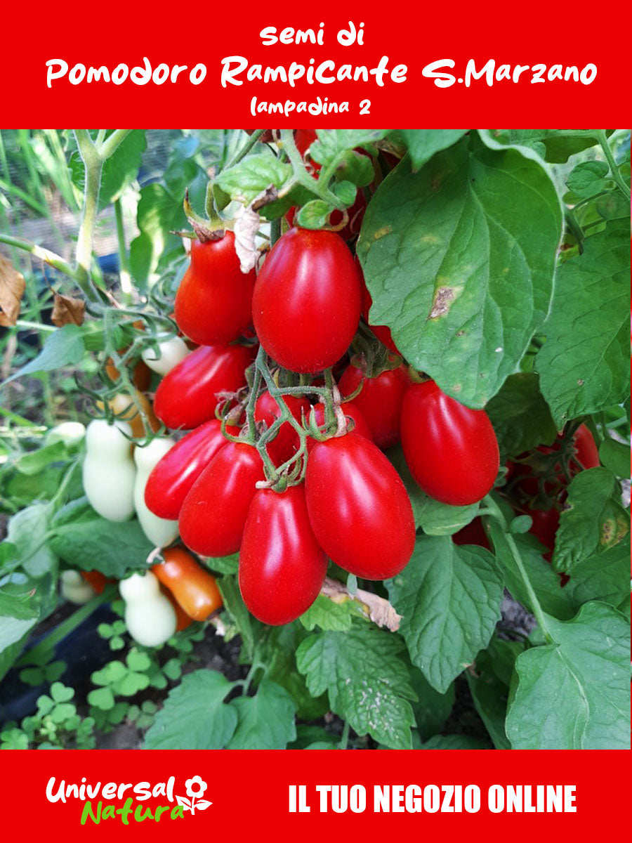 25 🍅 Semi di Pomodoro Rampicante San Marzano Lampadina 2 – Varietà Pregiata