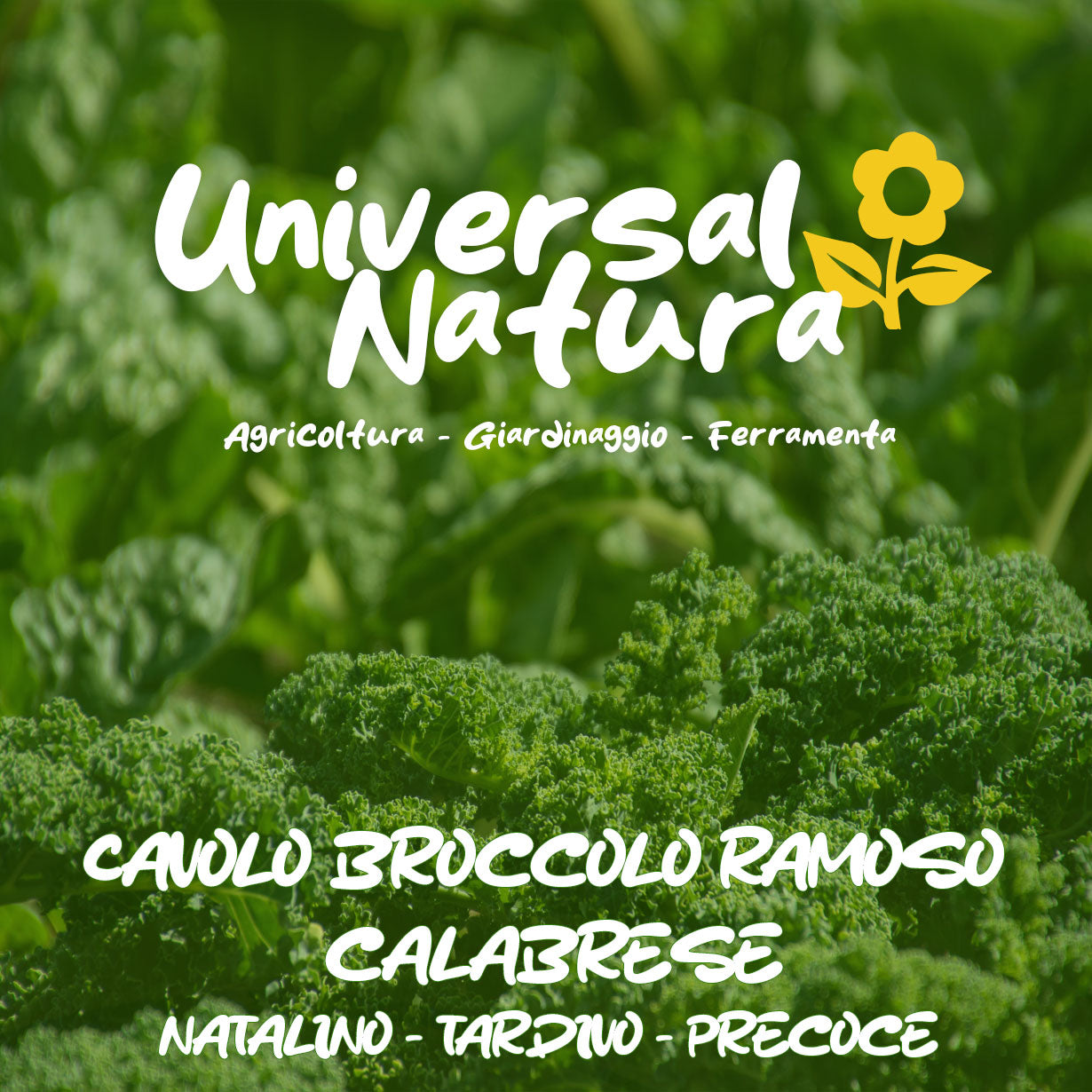 Cavolo Broccolo Ramoso Calabrese KIT 3 Tipologie